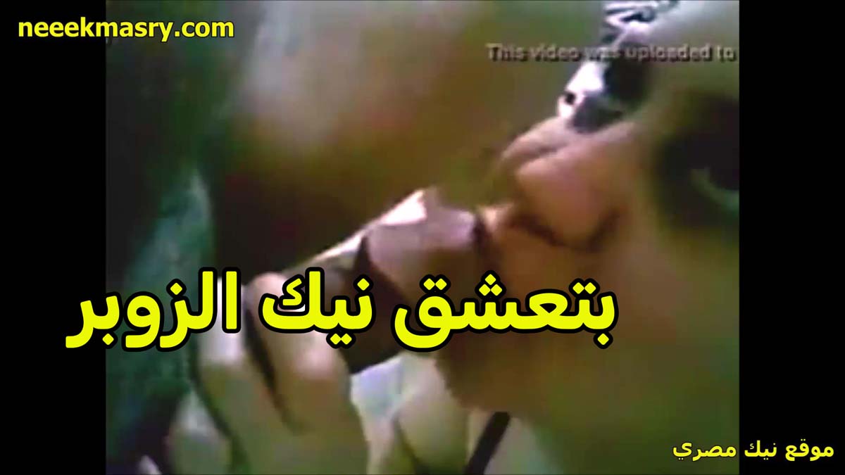 بتعشق نيك الزوبر الشرموطه مواقع نيك مصري بتبوسه بشفايفها في راس الزبر قبل ما تدخله في بوقها وتمصه
